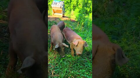 Cute Pigs Up Close @UncleTimsFarm #kärnəvór #carnivore #shorts #hereford #freerangepigs