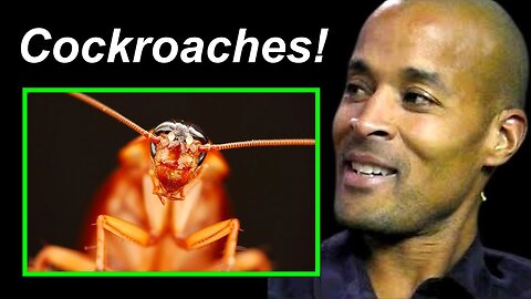 David Goggins: You Can Learn A Lot From Cockroaches