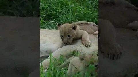 #lion #nature #shortvideo