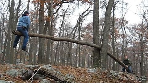 13 Trees Who Took Revenge