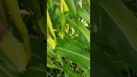 Some Sort Of Fungus Growing In My Garden And My Dog Killed My Corn Small Garden Update #diy #garden