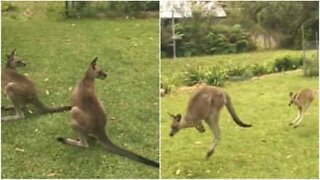 Canguru bebé visita quintal com a sua família