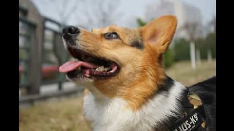 Cão hábil mantém balão no ar