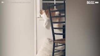 Endormi, ce chat chute du rebord de la fenêtre