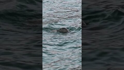 A young grey seal feasting on a fish in Brixham #animals #wildlife #seal #sea #sealife #mammals