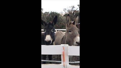 Cuty donkeys