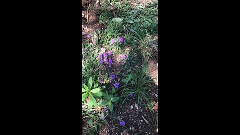 Wild purple flower- Rose Vervain