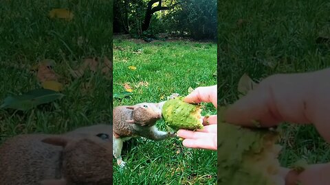 I don't understand how squirrel eating😂😂funny squirrel🐿️🐿️🐿️#shorts#animals#video