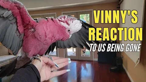 My Galah Cockatoo, Vinny is so MAD! ;;;;;;;]]]]]'''''''''''\,≤≤≤,,,kj fc 💬Vinny Subtitles