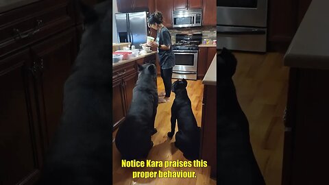 Cane Corso FEEDING Patience #shorts #dog