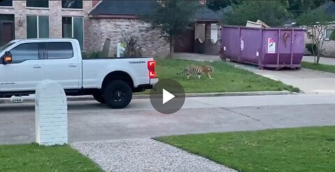 A tiger was seen casually roaming through a Texas neighborhood.