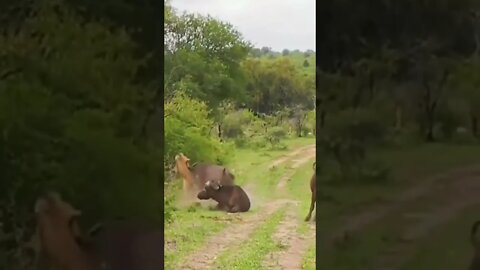 o leão se dando mal