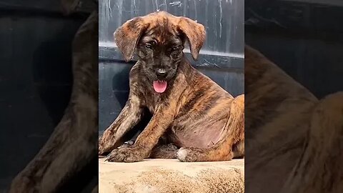 Beautiful Boerboel Puppy #shorts #puppy #youtube #viral #trending #trendingshorts #doglover