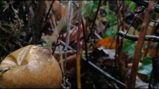 Bizarre smoking mushroom spotted in the UK