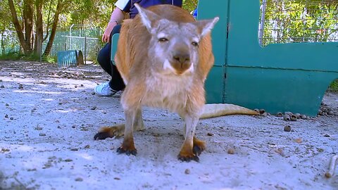 Red Kangaroo Cute Australian Wild Animals Video Joey Kangaroos ZOO Australia