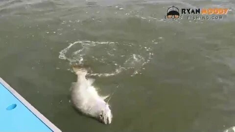 Barramundi Mayhem - huge aerials and fish jumps!