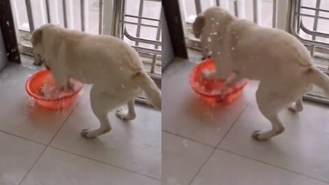 Puppy gets very angry with the water bowl