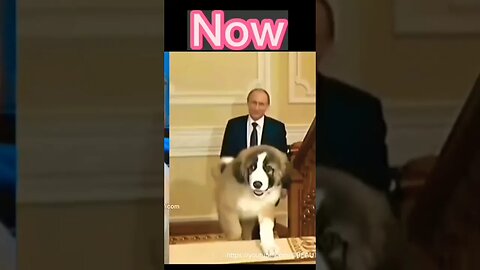 VLADIMIR PUTIN'S| RUSSIA DOG LOVER #viral #shorts #trending #dog #youtube @Dushyant_kukreja