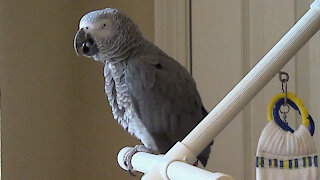 Hungry parrot adds pizza to his grocery list