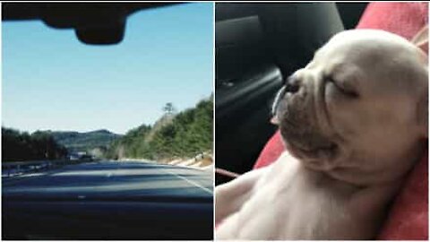 Viaggiare è molto stancante per questa cagnolina