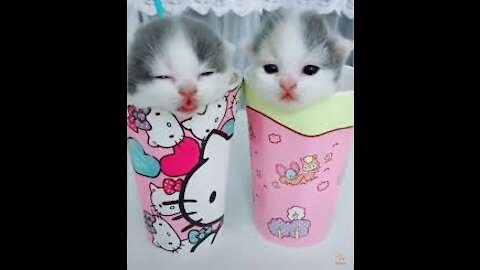 Baby Cats Cute and Funny Cat Videos Compilation