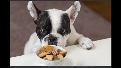 Dog is eating with music best.