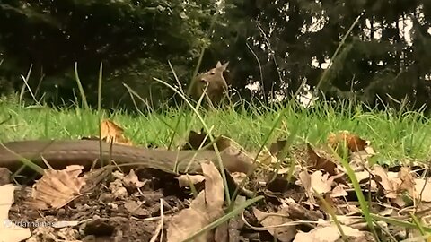 Cooperation of snake and tiger in deer hunting