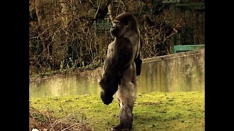 Gorilla Stands Tall