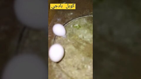 كوبل بادجي هوكو كيوت روعة مرحبا