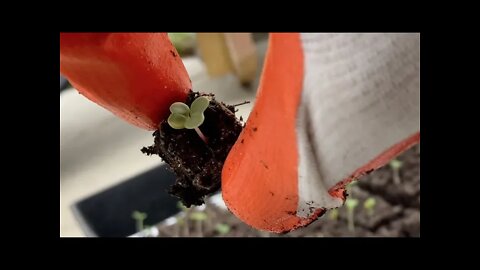 "Up Blocking The Soil Block Babies | In The Garden Again