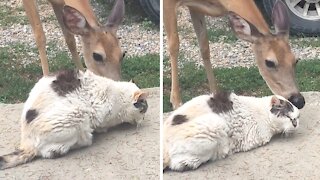 Deer Gives Patient Kitty A Loving Tongue Bath