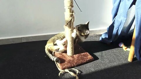 Fierce Cat Attacks the Scratching Post