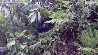 Un gorille de montagne provoque l'angoisse de ces touristes