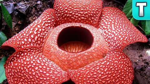 Stinking Corpse Lily | World's Largest Flower