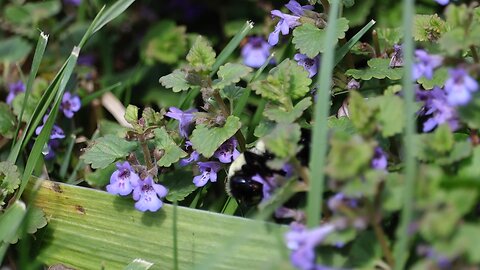 Bumblebee Pollinating Ground Ivy in Slow Motion