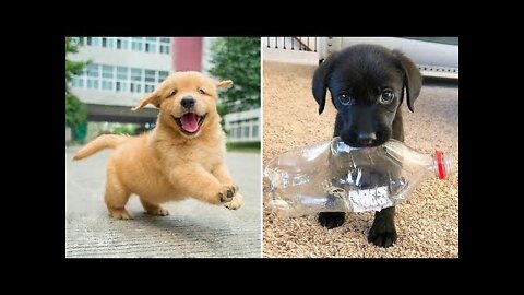 Baby Dogs🔴 Cute and Funny Dog Videos Compilation #1