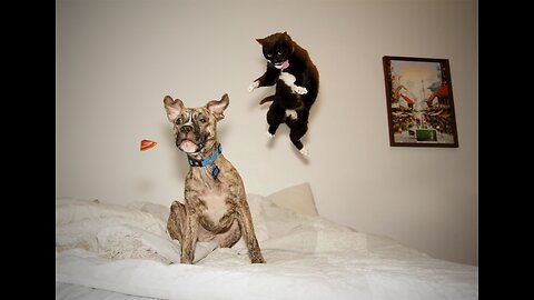 Funny Animals - Funny Cats and Dogs