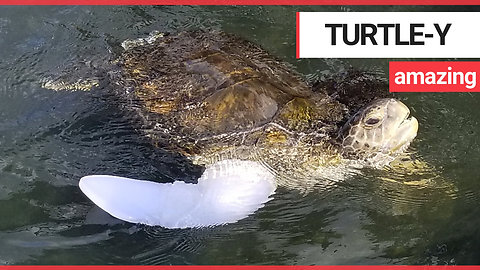 Amazing moment an amputee sea turtle swam for the first time