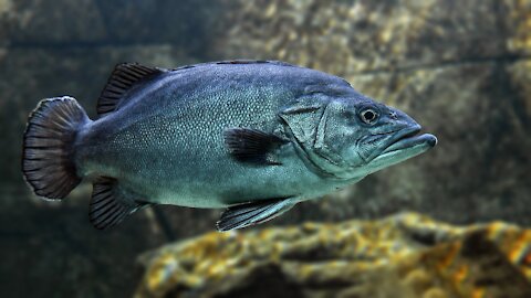 fish swimming incredibly