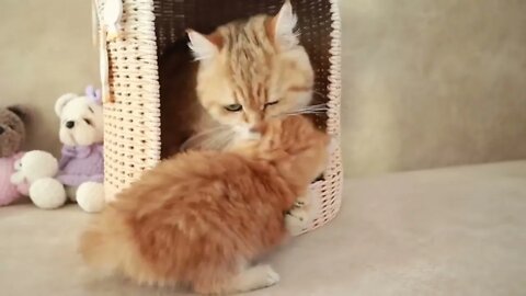 Mom Cat playing and talking to her Cute Meowing baby Kittens