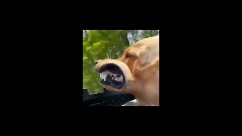 #shorts Funniest Dogs And Cats Videos Best Funny Animal Videos