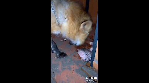 Expectations of having a pet fox vs Reality