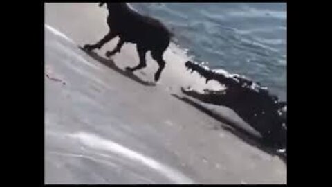 Crocodiles Attacks Dog Pitbull vs mountain lion