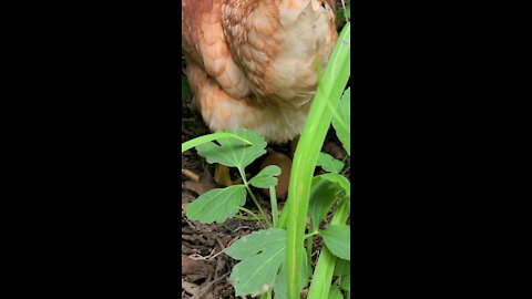 Chicken Laying Egg