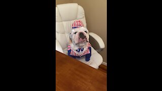 Bulldog celebrates the 4th of July in fashion