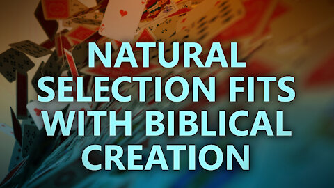 Natural Selection Fits with Biblical Creation