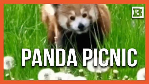 Springtime Munchies: Red Panda Ginger Feasting on Dandelions at Detroit Zoo