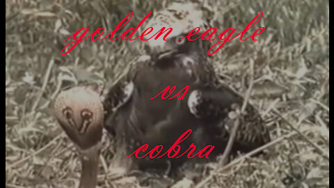 The golden eagle vs the cobra