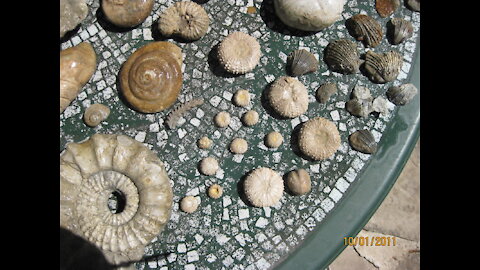 Fossils from the Washita and Walnut formations in Texas