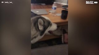 Husky adora cantar o tema de Family Guy